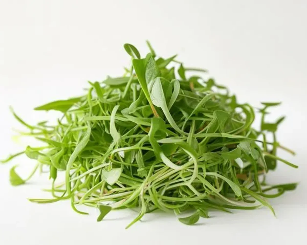 Alfalfa Sprouts
