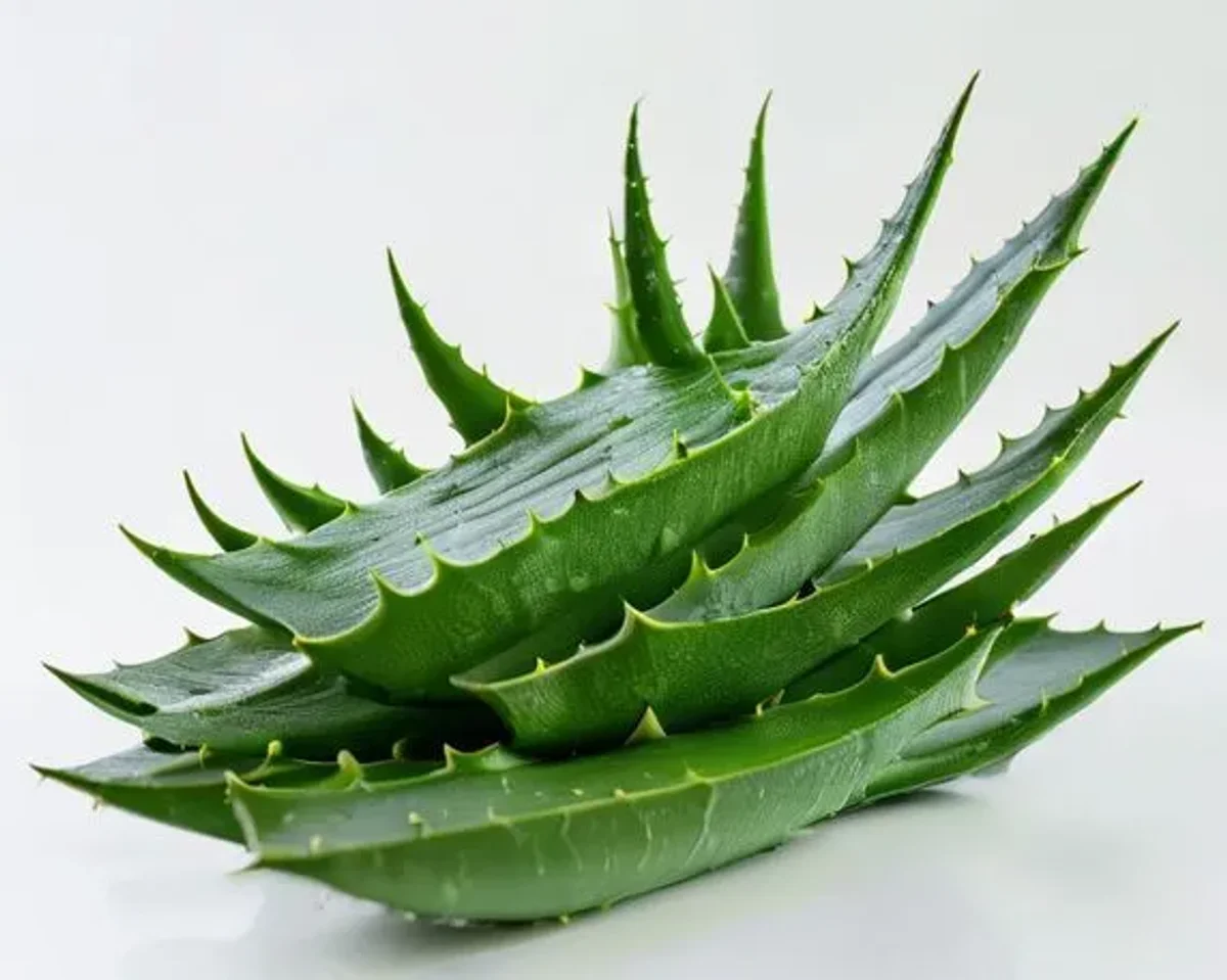 Aloe vera