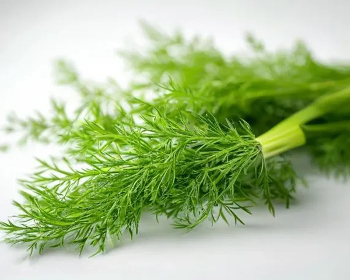 Dill