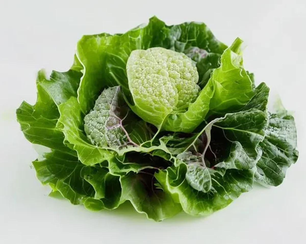 Lettuce, Iceberg