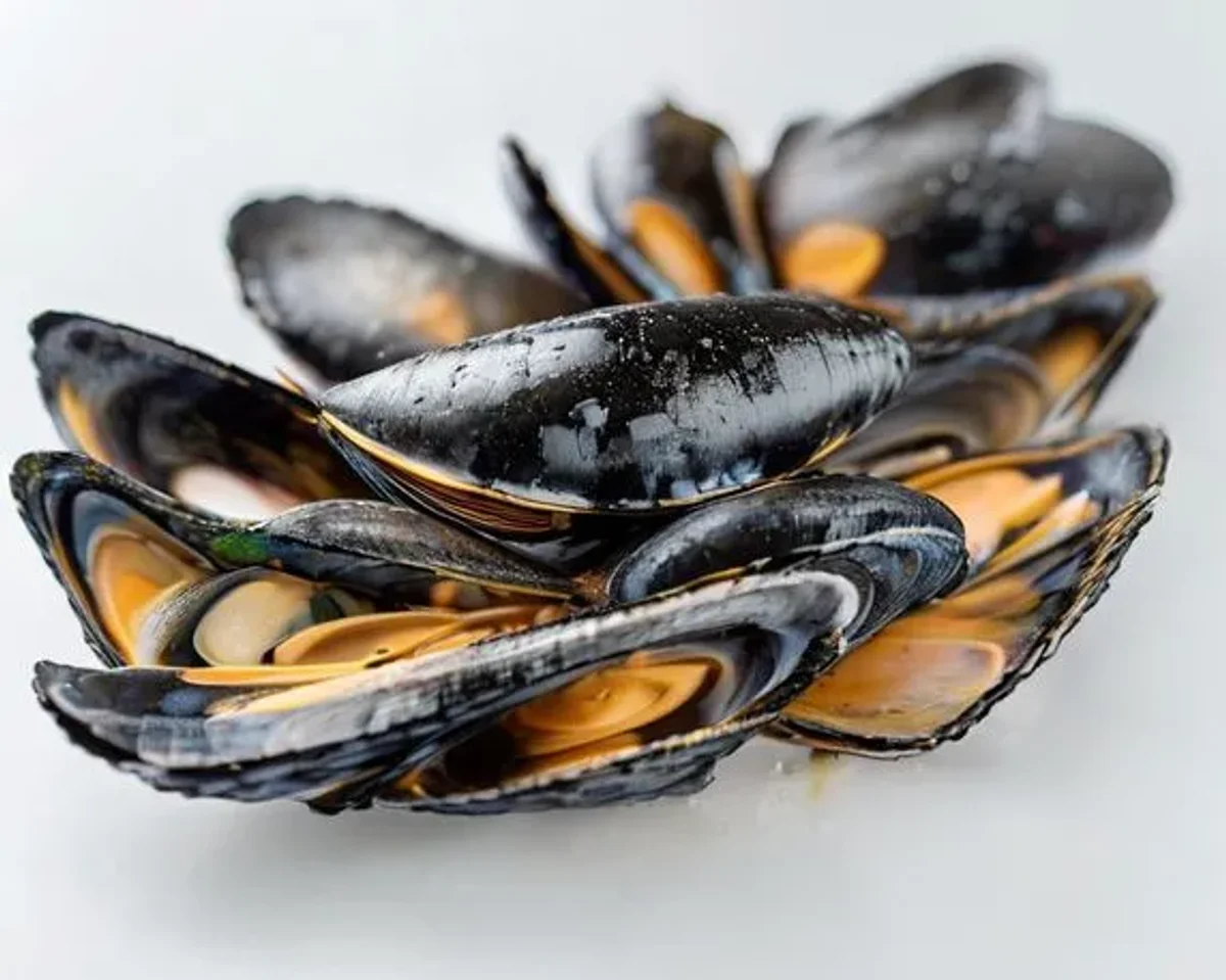 Mussels