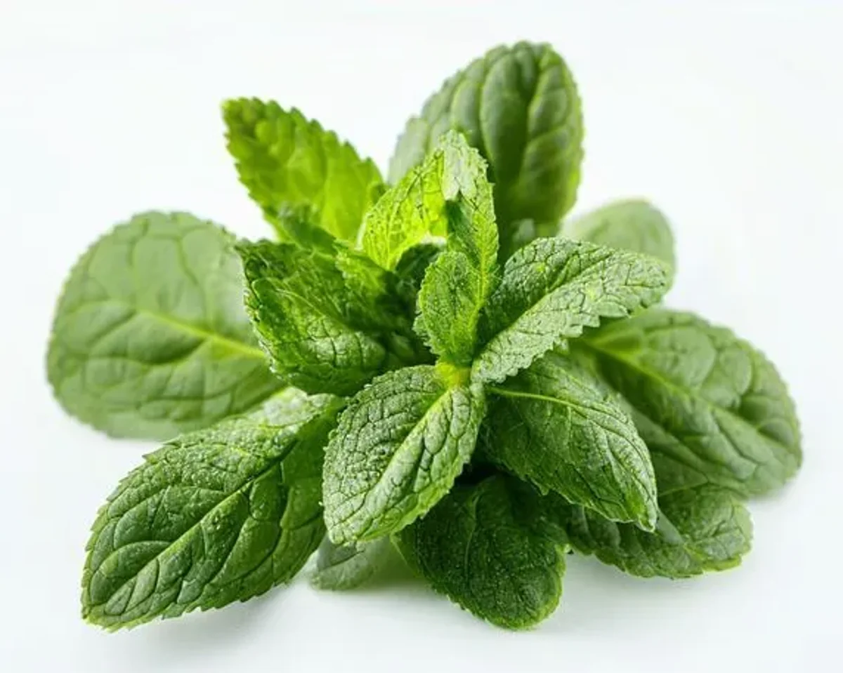Spearmint