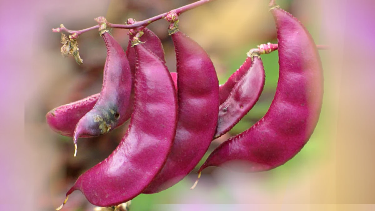 Penn Dental Medicine Develops Antiviral Gum with Lablab Bean Protein to Reduce Flu and Herpes Transmission