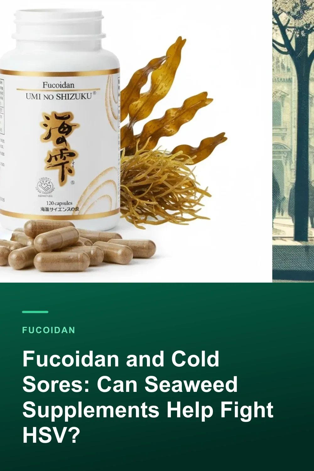 Fucoidan and Cold Sores: Can Seaweed Supplements Help Fight HSV?