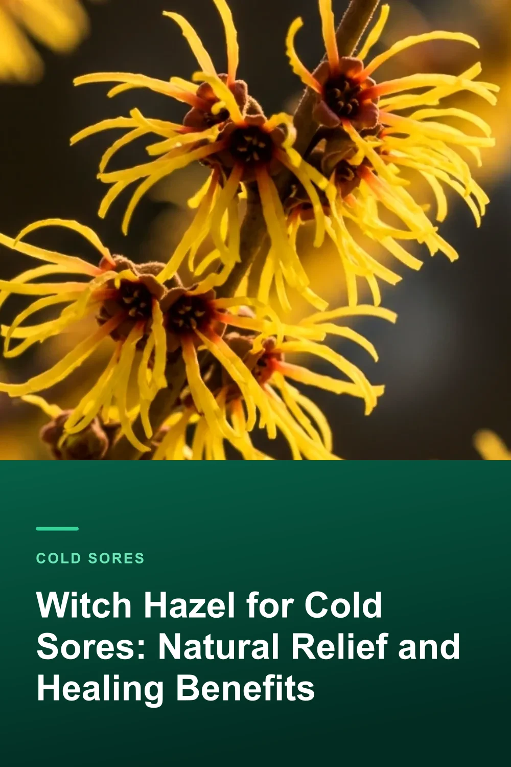 Witch Hazel for Cold Sores: Natural Relief and Healing Benefits