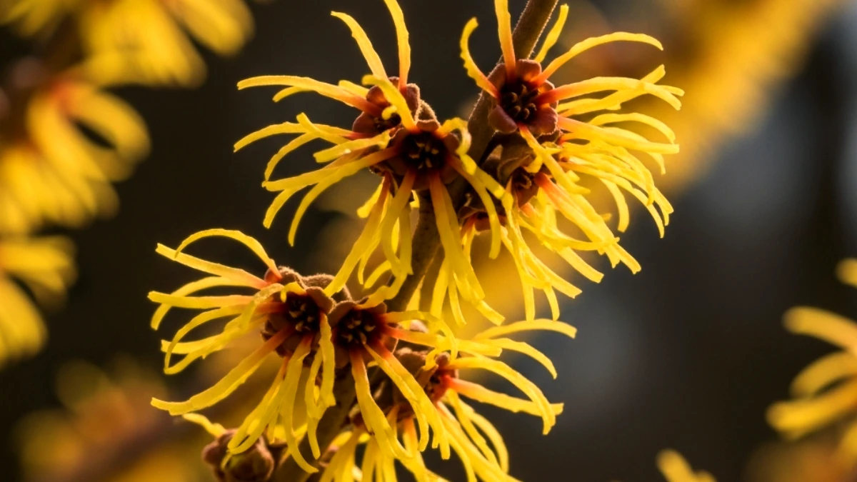 Witch Hazel for Cold Sores: Natural Relief and Healing Benefits